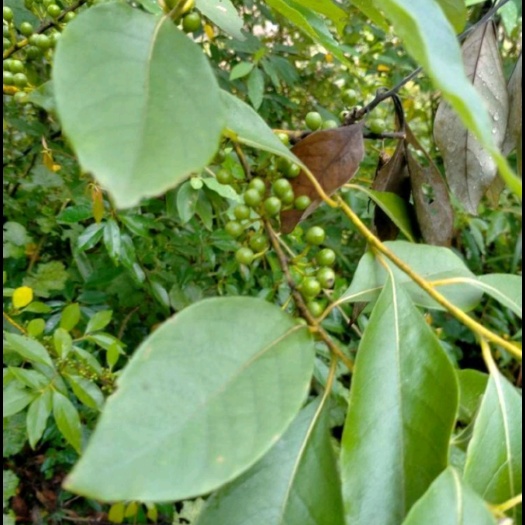 丰都胡椒