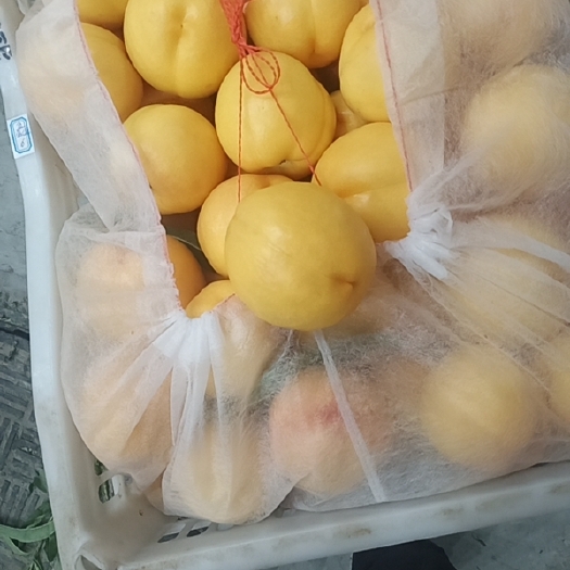 晋州市黄油桃