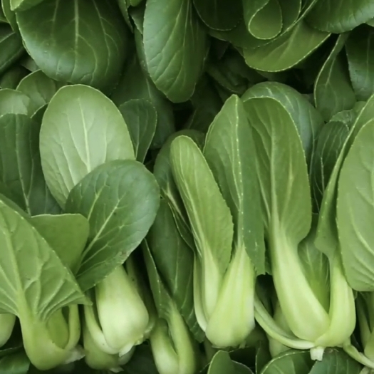 泰兴市小青菜