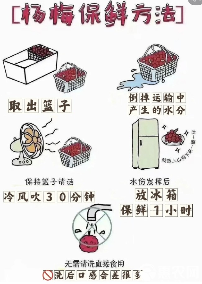 【正品】仙居8A东魁杨梅