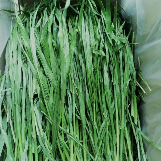 岷县23年精品提摩西草箱装毛重1k兔子零食龙猫粮仓鼠荷兰猪主粮磨