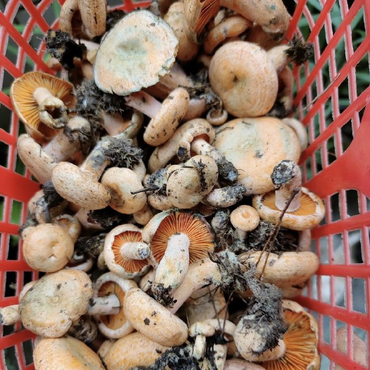 惠水县贵州大山野乳菌