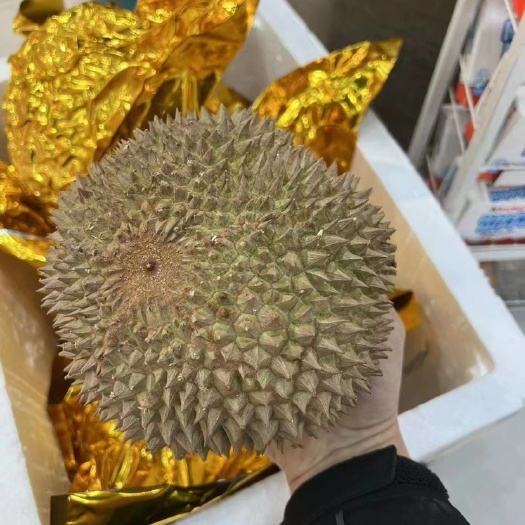 深圳黑刺D200