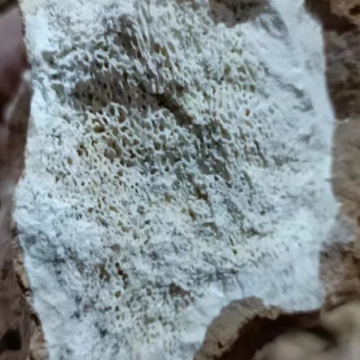 包头土龙骨，质量保证