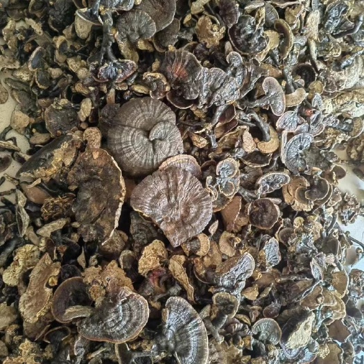 景洪市灵芝，紫芝，黑芝