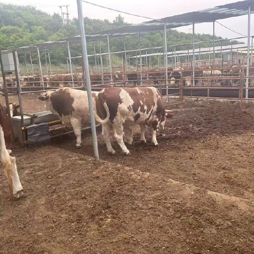 菏泽纯种西门塔尔牛 1400斤以上 出肉率%45 拴养价格商议
