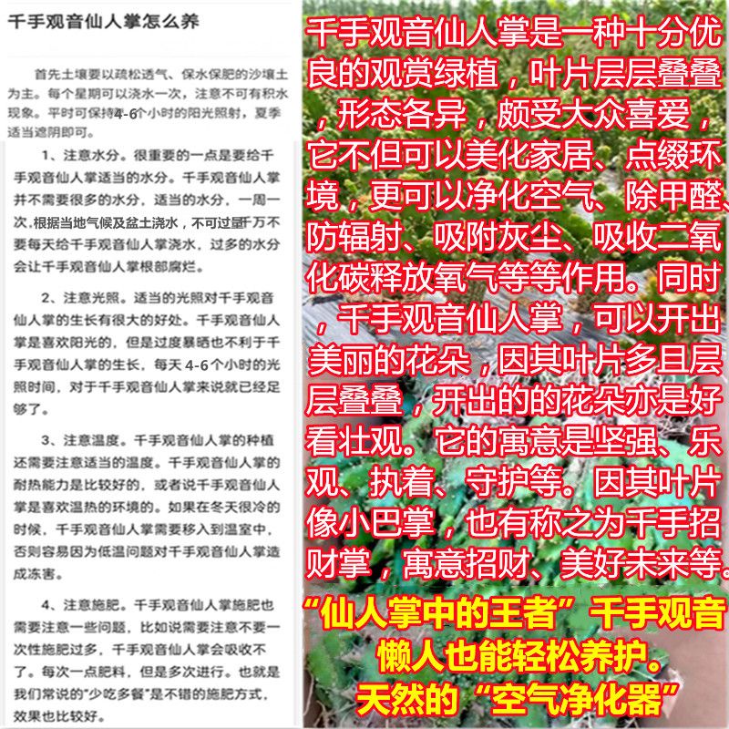 千手观音仙人掌盆栽绿植千佛手多头仙人掌姬珊瑚摇钱树基地包邮