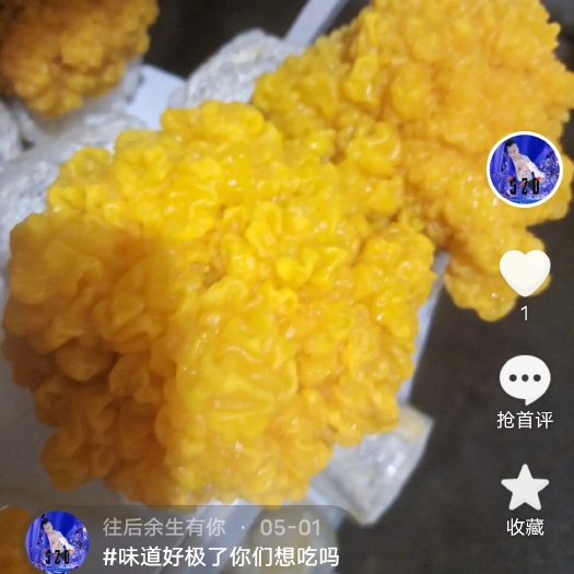 开阳县金耳菌种