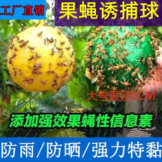 潍坊诱蝇球柑橘大小实蝇诱捕球瓜果树针蜂诱虫球诱捕器果蝇球粘虫蝇