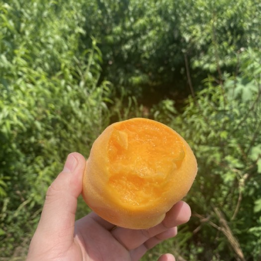 邢台黄金蜜一号