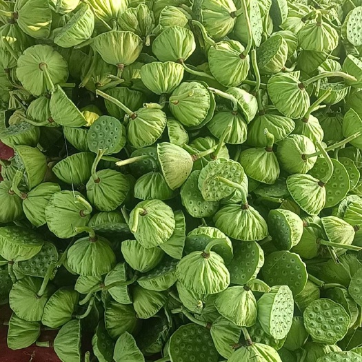 鲜莲蓬/草莲籽/草莲蓬
