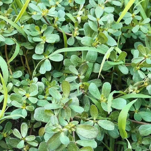 滨州新鲜马齿菜蚂蚱菜食用野菜现带根现挖可以做凉拌菜，晒干包包子