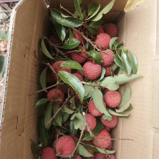 深圳靓货荔枝桂味