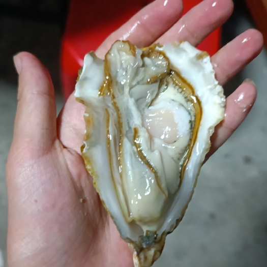 东莞市1.5+乳山生蚝