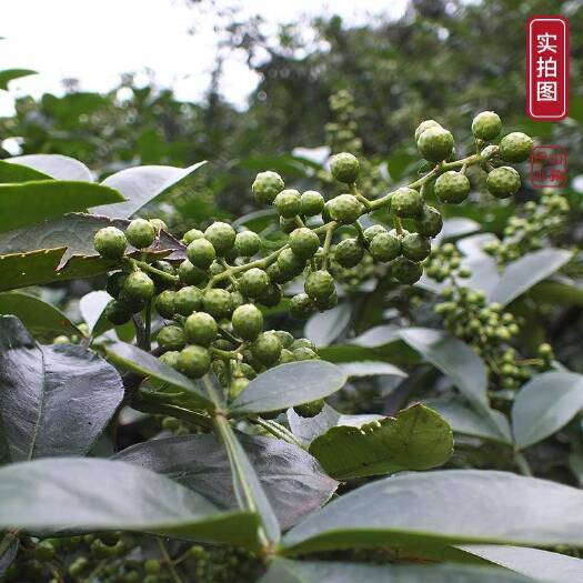 重庆市新鲜青花椒