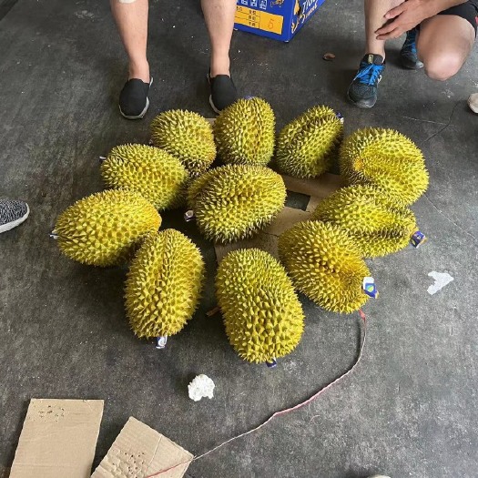 彭州市金枕榴莲