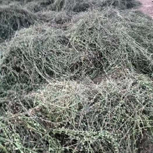 300亩半枝莲种销售