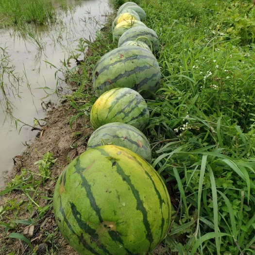 靖州县露天无籽西瓜 6000-10000斤