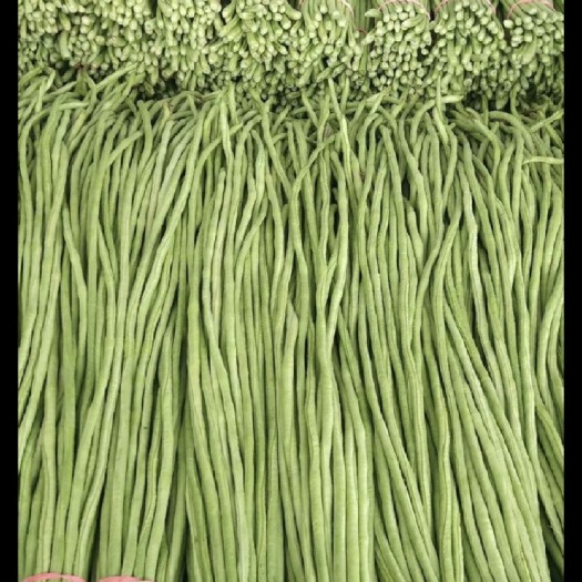 中牟县精品长豆角，大量供应，物美价廉，需要联系