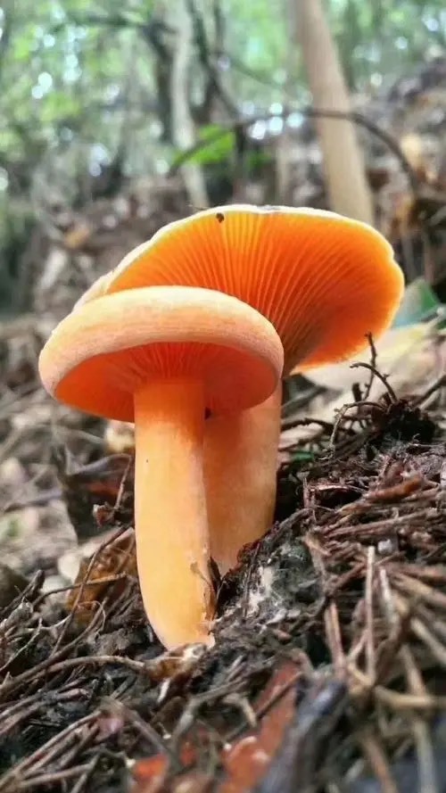 昆明云南野生美味谷熟菌 美味牛肝菌
