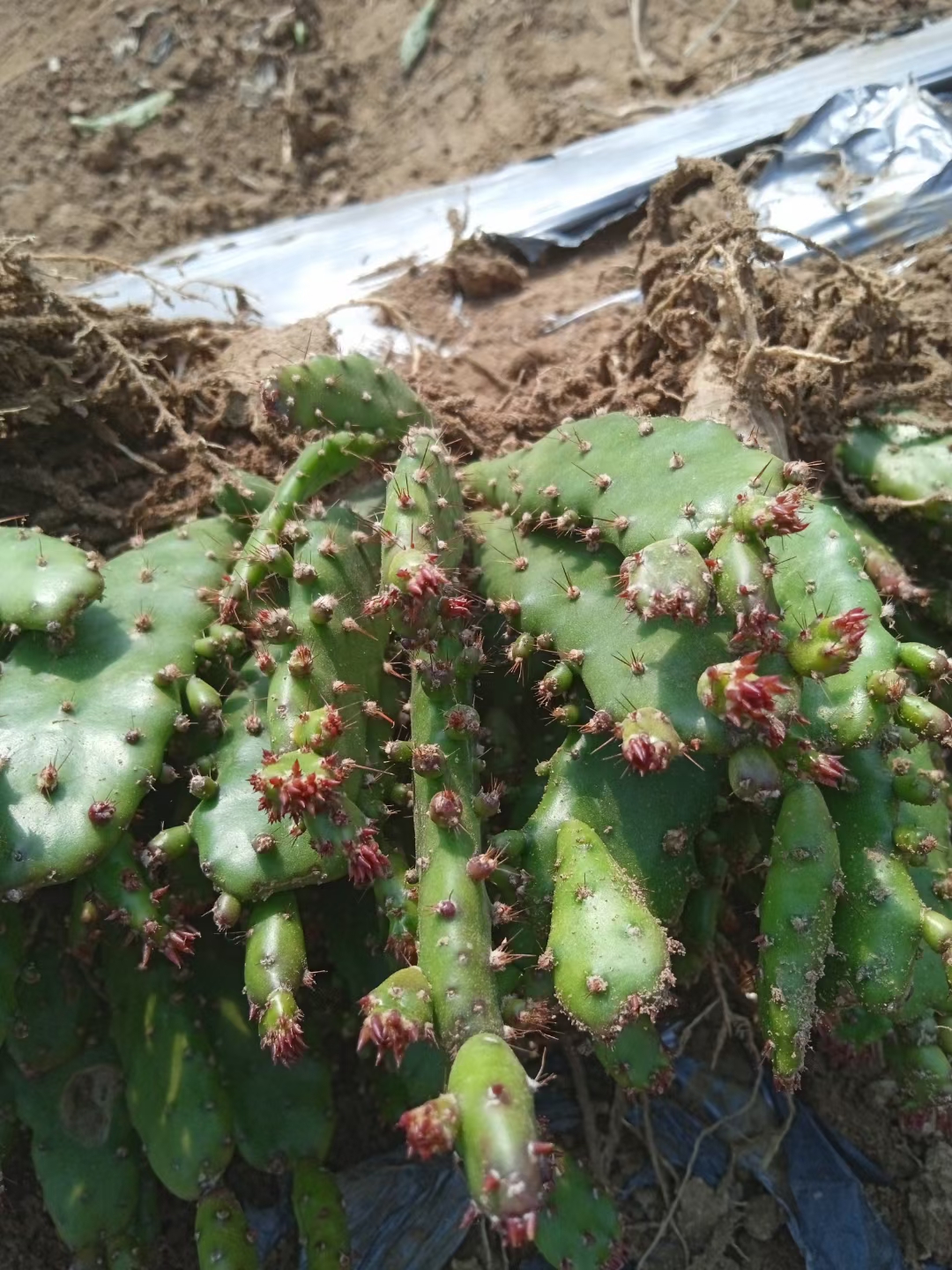 千手观音仙人掌盆栽绿植千佛手多头仙人掌姬珊瑚摇钱树基地包邮