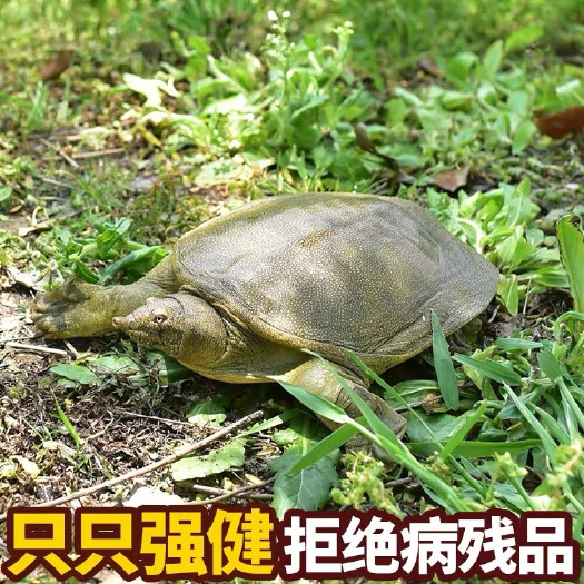 甲鱼鲜活滋补爪尖裙厚放养现抓现发。