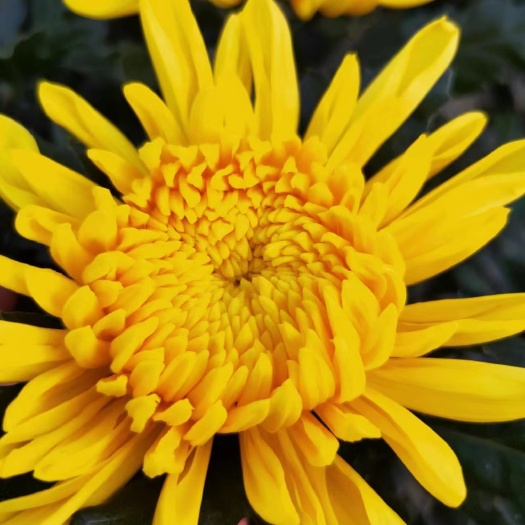 东海县黄白菊鲜花优质黄菊