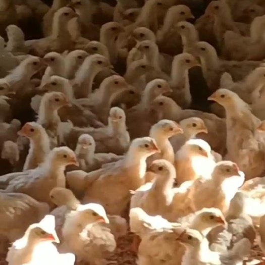 衡南县黄土鸡三黄鸡脱温苗，鸡群健康，疫苗齐全