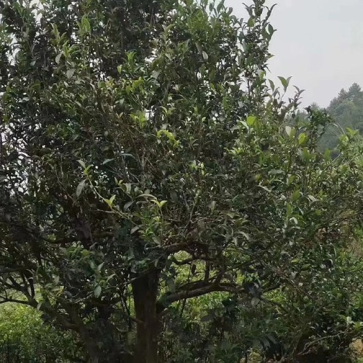 潮州广东潮州高山凤凰单丛蜜兰香（乌龙茶）