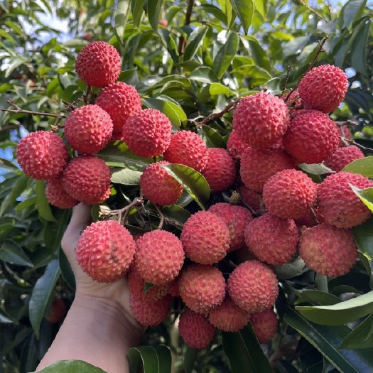 汕头【新品上架-桂味荔枝】一年只上市20天的荔枝，要吃趁早！果