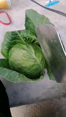 固原包菜