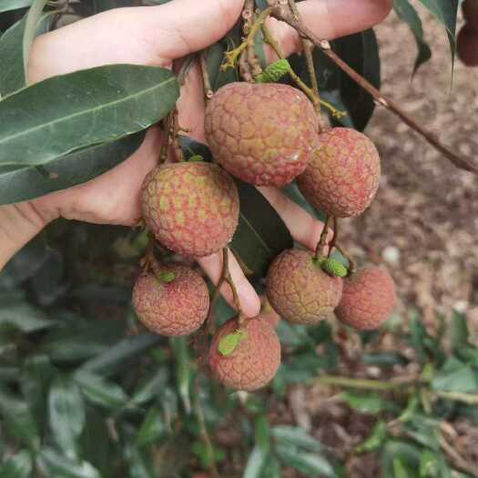 漳州漳浦乌石荔枝