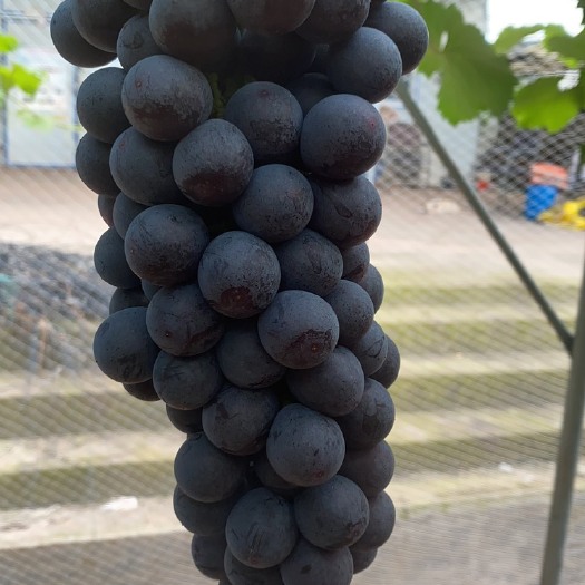 夏黑葡萄