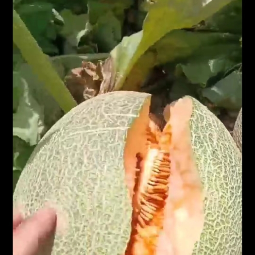 五原县皮薄口感好，瓤脆肉厚，果型好，糖分高  产地－手货源