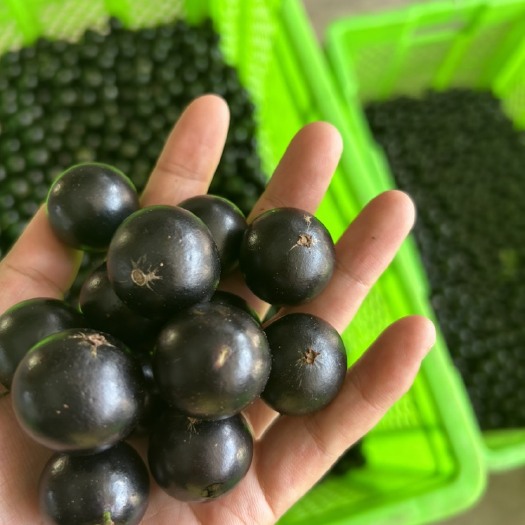 石屏县嘉宝果 树葡萄 珍宝果