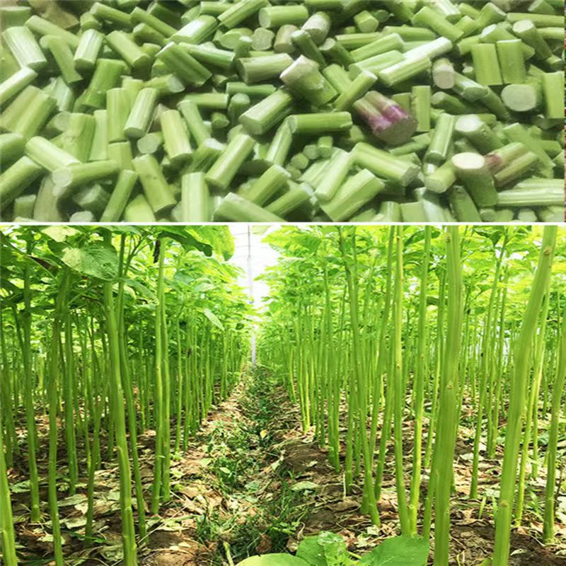批發(fā)自種莧菜梗粗嫩實心長桿汗菜桿，莓莧菜梗原材料新鮮發(fā)物流