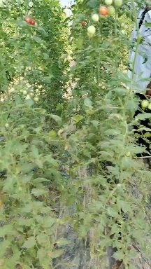 东平县30亩圣桃T7圣女果种植基地