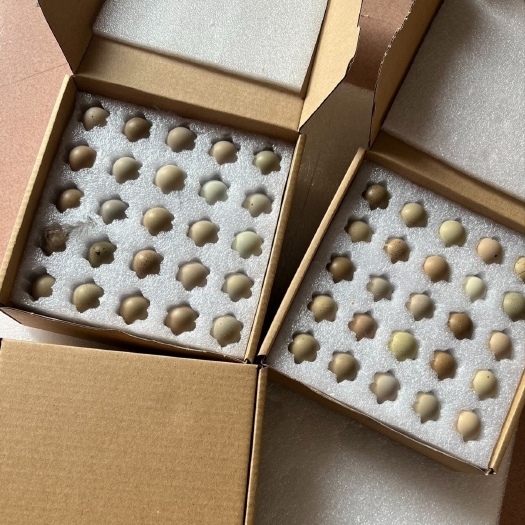 温州芦丁鸡种鸡