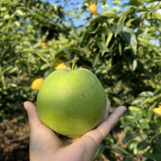 睢宁县苏脆1号