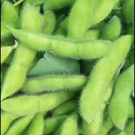 郯城县开心绿毛豆-产地直供-按需分拣包装-保质保量-满足一切商超需