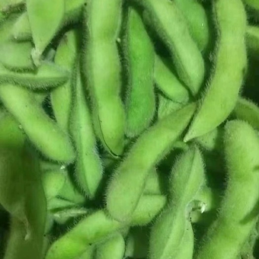 郯城县翠绿宝毛豆-产地直发-保质保量--精益求精-满足一切商超需求