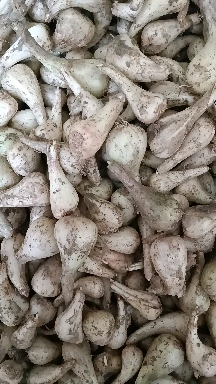 苕頭，藠頭可以制作各種堿菜和泡菜，吃得香脆爽囗.，