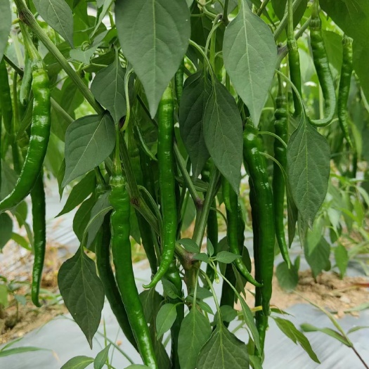 古蔺县薄皮二荆条辣椒