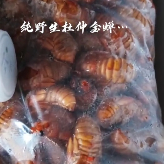 灵宝市杜仲金蝉