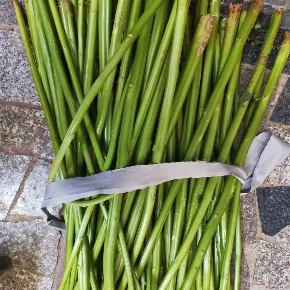 批發(fā)自種莧菜梗粗嫩實心長桿汗菜桿，莓莧菜梗原材料新鮮發(fā)物流
