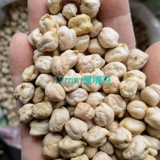 临沂鹰嘴豆，颗粒大，均匀饱满，源头厂家直销，当年新货