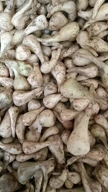 苕頭，藠頭可以制作各種堿菜和泡菜，吃得香脆爽囗.，