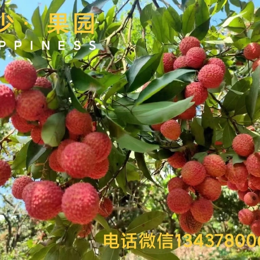 广州从化灌村桂味荔枝
