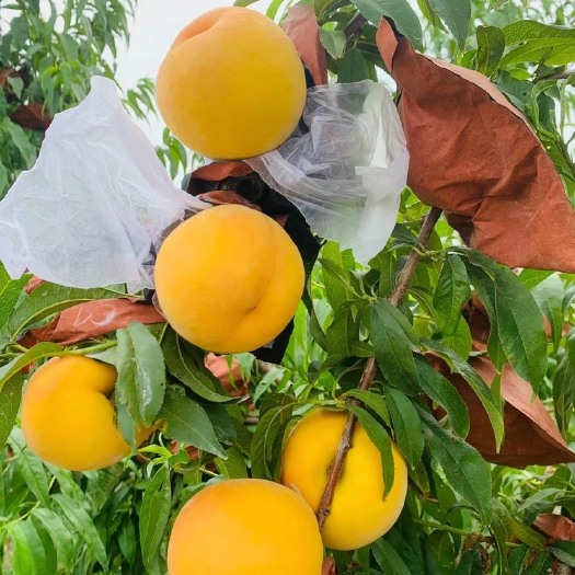 寿光市黄金蜜桃