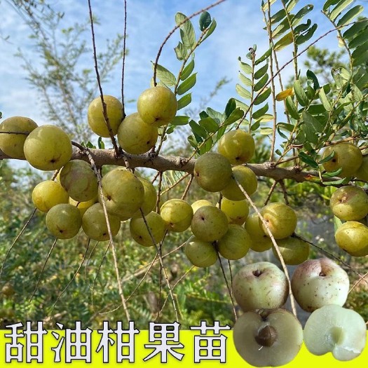 灵山县新品种油甘 广东甜种油甘果树苗余甘果苗嫁接甜余甘果树,